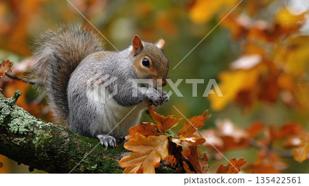 Squirrel nibbling on a nut while resting on an oak branch with autumn leaves Generative AI 135422561