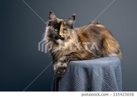 calico maine coon cat studio portrait calico maine coon cat studio portrait 135423038