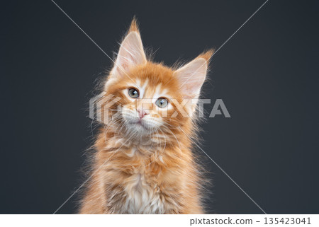 red ticked tabby maine coon kitten portrait red ticked tabby maine coon kitten portrait 135423041