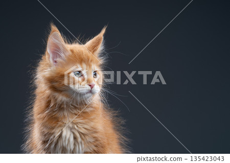 red ticked tabby maine coon kitten portrait red ticked tabby maine coon kitten portrait 135423043
