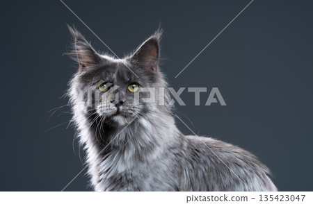 blue tortie smoke maine coon cat portrait blue tortie smoke maine coon cat portrait 135423047