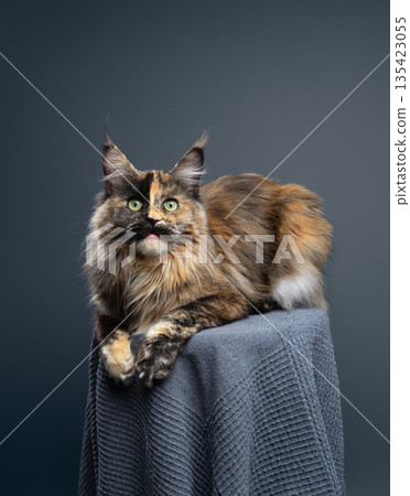 calico maine coon cat studio portrait calico maine coon cat studio portrait 135423055