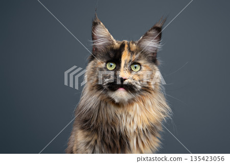 calico maine coon cat studio portrait calico maine coon cat studio portrait 135423056