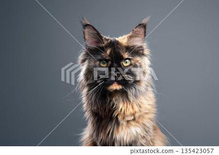 calico maine coon cat studio portrait calico maine coon cat studio portrait 135423057