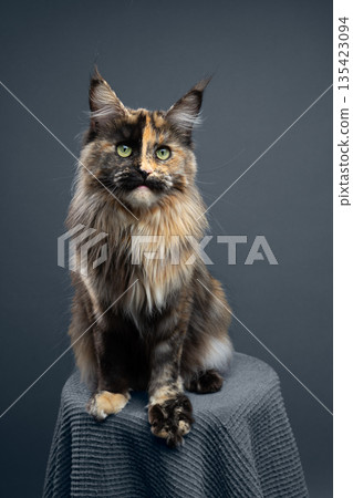 calico maine coon cat studio portrait calico maine coon cat studio portrait 135423094