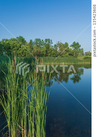 Calm Lake With Reeds And Trees Calm Lake With Reeds And Trees 135423608