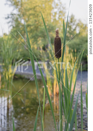 Calm Lake With Reeds And Trees 135423609