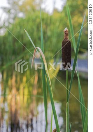 Calm Lake With Reeds And Trees Calm Lake With Reeds And Trees 135423610