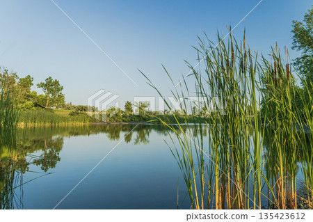 Calm Lake With Reeds And Trees Calm Lake With Reeds And Trees 135423612