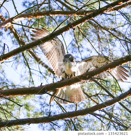 Photograph of a Ferruginous Hawk standing in a tree in the sunshine 135423621