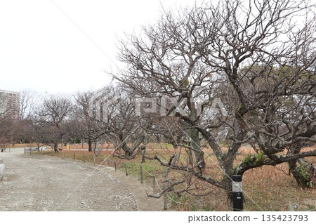 2024年,福岡,福岡市,風景,中央區,城堡,福岡城遺址,第33部分 2024年,福岡,福岡市,風景,中央區,城堡,福岡城遺址,第33部分 135423793