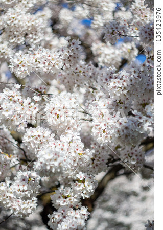 View of blossoming white sakura flowers on a tree branch 135423976