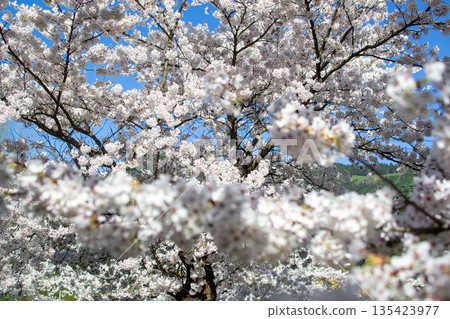 View of blossoming sakura flowers on a tree branch. 135423977
