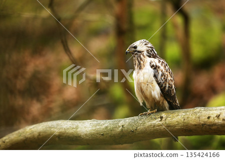 Wildlife in Slovakia. Hunter in the grass. Birds of prey Common Buzzard, Buteo buteo, sitting on the branch with blurred green forest. Wildlife in Slovakia. Hunter in the grass. Birds of prey Common Buzzard, Buteo buteo, sitting on the branch with blurred green forest. 135424166