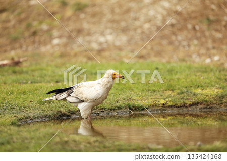Egyptian vulture, Neophron percnopterus, big bird of prey staying in water having bath, nature habitat, Madzarovo, Bulgaria, Europe Egyptian vulture, Neophron percnopterus, big bird of prey staying in water having bath, nature habitat, Madzarovo, Bulgaria, Europe 135424168