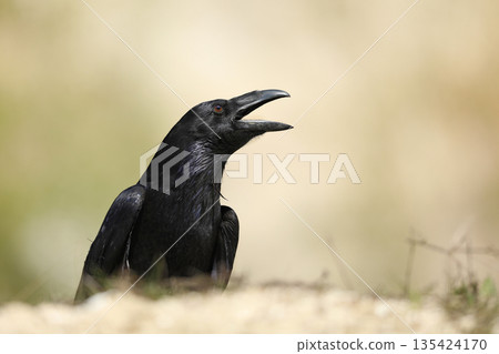 Black bird common raven sitting on the stone in the forest nature habitat, animal in autumn wood, dark plumage and big bill, Czech republic Black bird common raven sitting on the stone in the forest nature habitat, animal in autumn wood, dark plumage and big bill, Czech republic 135424170