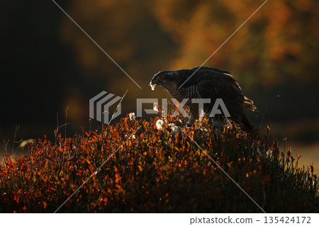 Bird of prey Eurasian goshawk with killed prey on the blueberry in autumn forest. Scene from the forest. Animal behavior in Europe, Czech republic Bird of prey Eurasian goshawk with killed prey on the blueberry in autumn forest. Scene from the forest. Animal behavior in Europe, Czech republic 135424172