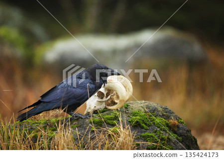 Black bird common raven sitting on the stone in the forest nature habitat, animal in autumn wood, dark plumage and big bill, Czech republic 135424173