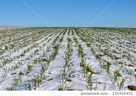 Wheat sprouts grow in rows across a winter field. The grass looks vibrant against the white ground and blue sky above Wheat sprouts grow in rows across a winter field. The grass looks vibrant against the white ground and blue sky above 135424455
