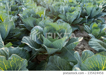 Cabbage plants fill a vast field showcasing a farming scene. Sunlight enhances the vibrant greenery of the crops Cabbage plants fill a vast field showcasing a farming scene. Sunlight enhances the vibrant greenery of the crops 135424458