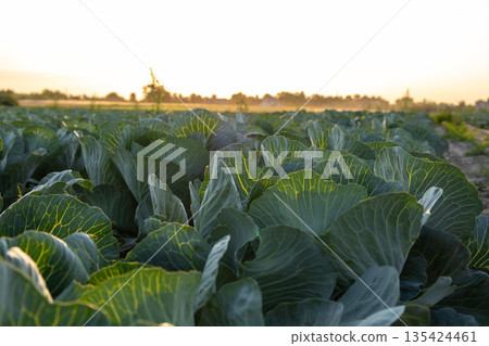 Cabbage plants fill a large field under a clear sky as the sun sets, highlighting the growth of crops in the background Cabbage plants fill a large field under a clear sky as the sun sets, highlighting the growth of crops in the background 135424461