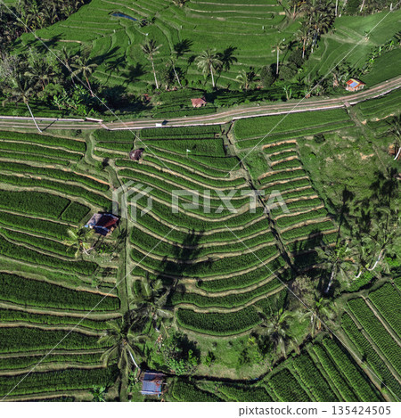 Terraced Rice Fields, Peaceful Rural Scene With Winding Roads And Green Paddies Terraced Rice Fields, Peaceful Rural Scene With Winding Roads And Green Paddies 135424505