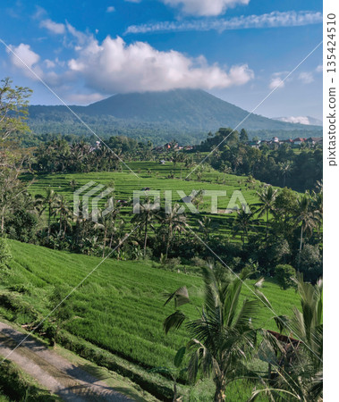 Peaceful Rural Landscape With Lush Layered Terraces And Distant Mountain Peaceful Rural Landscape With Lush Layered Terraces And Distant Mountain 135424510