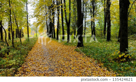 A path through a forest with leaves on the ground 135424621