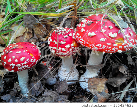 Three red mushrooms are on the ground 135424622
