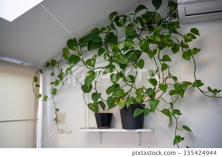 Potted Golden Pothos Epipremnum aureum clings to a metal support grid on shelf at home Potted Golden Pothos Epipremnum aureum clings to a metal support grid on shelf at home 135424944