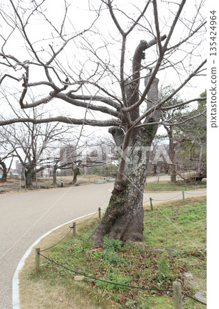 2024年，福岡，福岡市，風景，中央區，城堡，福岡城遺址，第41部分 135424964