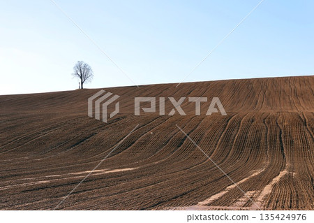 A lone tree stands in a field A lone tree stands in a field 135424976