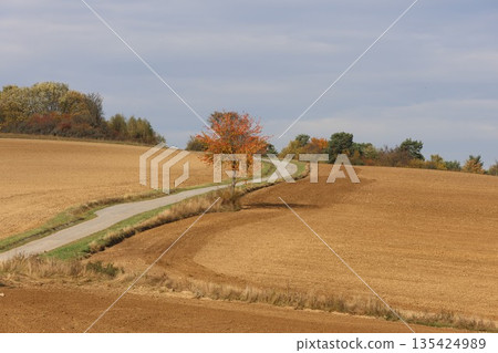 A road runs through a field of brown dirt with a tree in the middle 135424989