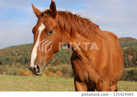 Close-up of a brown horse's head with a white stripe 135424995