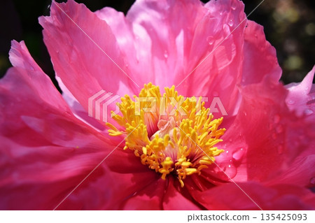 Button flower 135425093