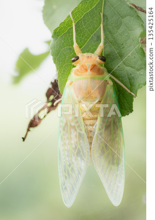 Cicadas emerging Cicadas emerging 135425164