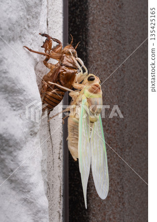 Cicadas emerging Cicadas emerging 135425165