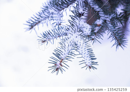 Single spruce branch with green needles against a white snowy background. A natural winter composition highlighting contrast and seasonal freshness 135425259