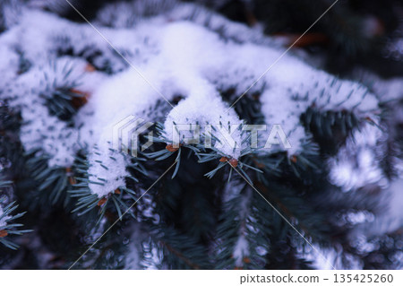 Fluffy spruce branches heavily covered with snow, creating a cozy winter forest atmosphere and a festive seasonal mood 135425260