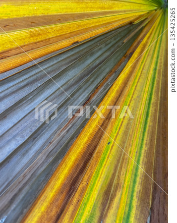 Yellow palm leaf background. Multicoloured palm leaf. Closeup. 135425265