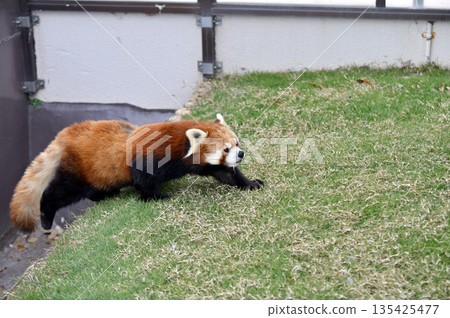 行走的小熊貓 135425477