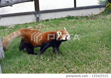 walking red panda 135425531