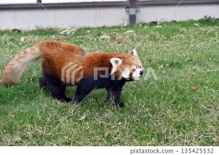 walking red panda walking red panda 135425532