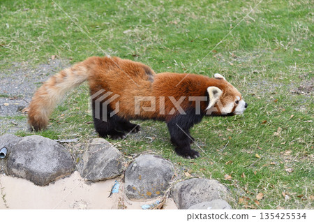 行走的小熊貓 135425534