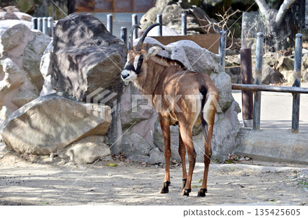 貸款羚羊 135425605