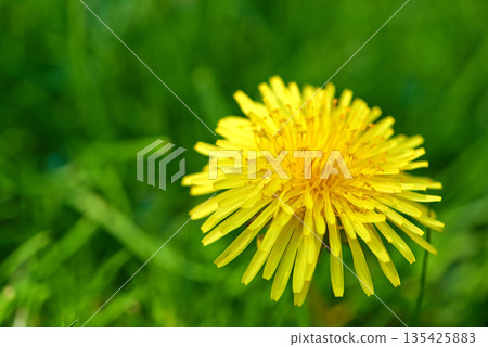 Nature, grass and yellow dandelion in meadow for natural beauty, spring mockup and blossom. Countryside, plant background and closeup of flower for environment, ecosystem and flora growth in field Nature, grass and yellow dandelion in meadow for natural beauty, spring mockup and blossom. Countryside, plant background and closeup of flower for environment, ecosystem and flora growth in field 135425883