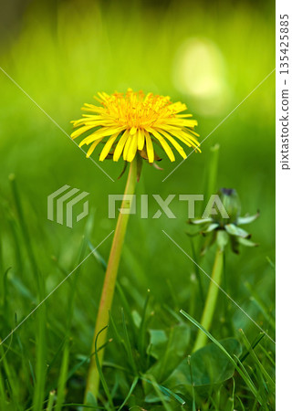 Flower, grass and yellow dandelion in field for natural beauty, spring mockup and blossom. Countryside, nature background and closeup of floral bloom in environment, ecosystem and flora in meadow Flower, grass and yellow dandelion in field for natural beauty, spring mockup and blossom. Countryside, nature background and closeup of floral bloom in environment, ecosystem and flora in meadow 135425885