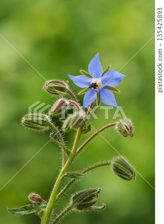Nature, flower and closeup of purple daffodil for natural beauty, spring mockup and blossom. Countryside, plant background and zoom of borage for environment, ecosystem and flora growing in meadow Nature, flower and closeup of purple daffodil for natural beauty, spring mockup and blossom. Countryside, plant background and zoom of borage for environment, ecosystem and flora growing in meadow 135425893