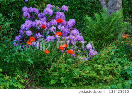 Garden, flowers and landscape with environment and nature, green grass and leaves with foliage and landscaping. Natural scene, botanical and gardening with meadow, greenery outdoor and spring plants 135425910