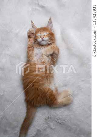 cute ginger kitten lying on back on white fake fur or carpet 135425933